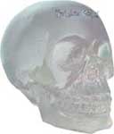 Revealing Translucent Skull