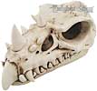 Early age dragon skull, the lore of ancient fable revolves around the mythical beast best known as a dragon. We bring to you from the ages before record---it's a skull frozen in time! Each early age dragon skull is cast in resin and very realistically finished to amazing detail.